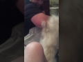 Killer poodle attack!