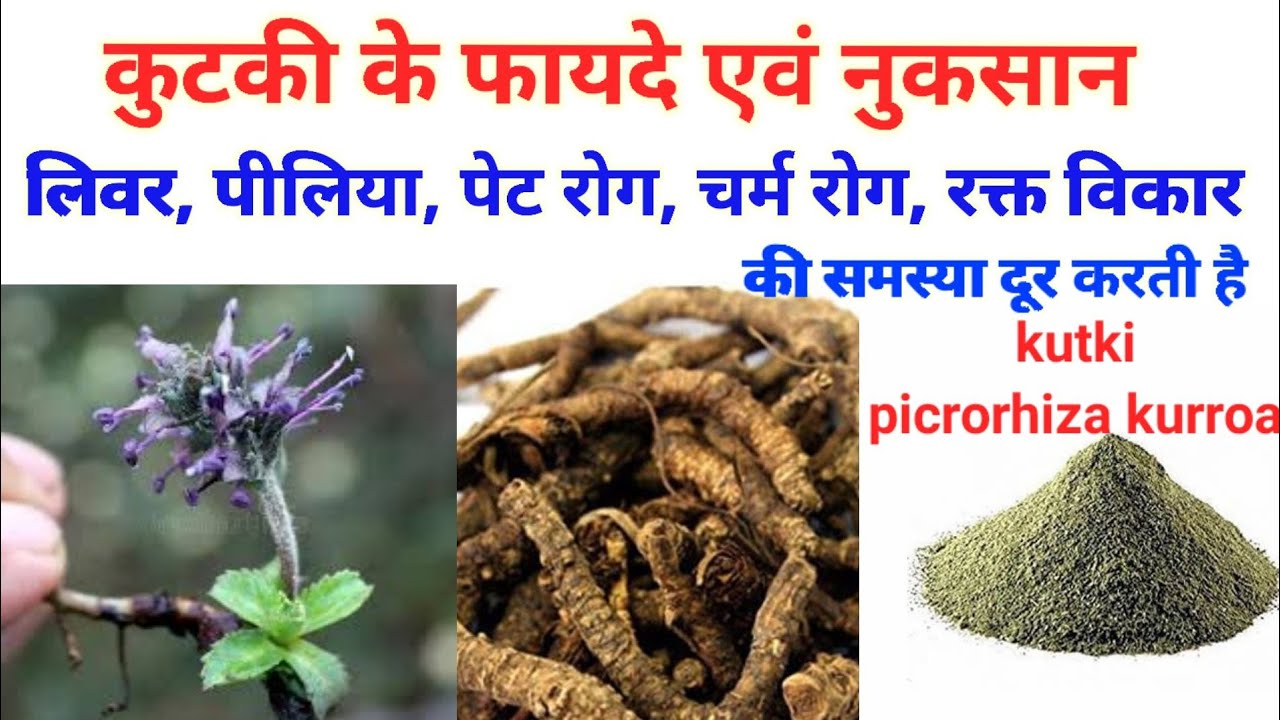 कुटकी (Kutki) के फायदे एवं नुकसान ।benefits and sideeffect of kutki in