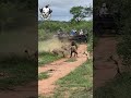 tazama ungovi wa simba dume na dike