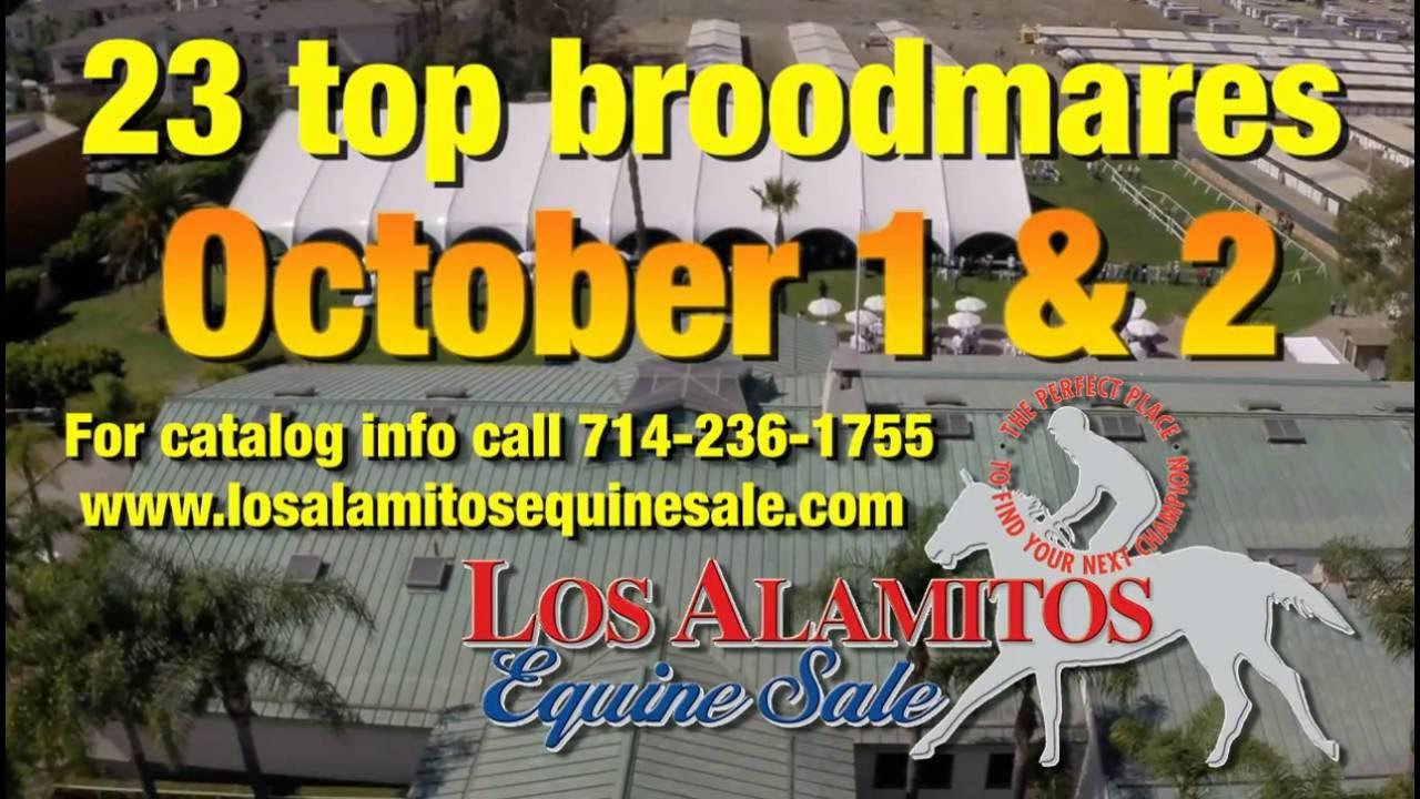 Top broodmares features at 2016 Los Alamitos Equine Sale YouTube