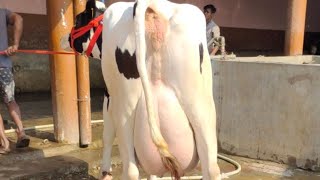 70 Litre Milking Cow. #ChopraDairyFarm , Punjab.#Shots. Available For Sale In Bulk all over India.