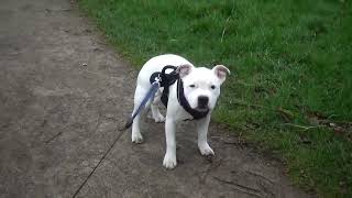 152Ème Vidéo Chiot N6 Femelle De La 45Ème Portée De Staffordland