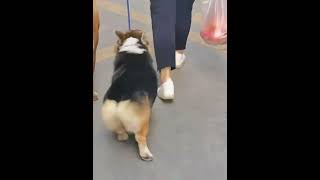 Swinging #Pets #Dog #Cutedog #Funnydogs #Shorts