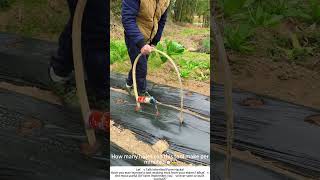 Chinese Farmer’s DIY Mulch Hole Puncher – Ancestral Wisdom in Action 🌾🔨