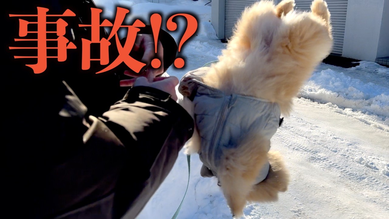 散歩で九死に一生のポメラニアン【957日目】
