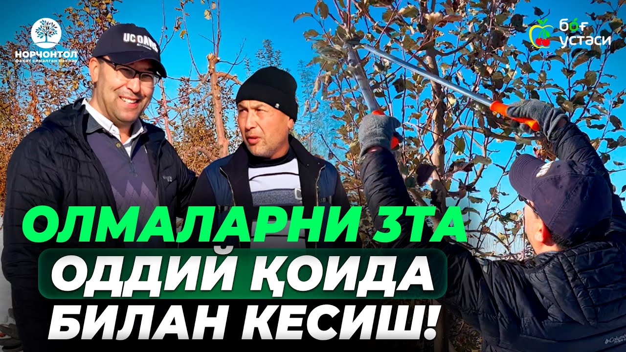 ҚИШДА ОЛМА КЕСИШДА ЭНГ АСОСИЙ ҚОИДАЛАР! | ШУҲРАТ АБРОРОВ #shuhratabrorov #kesish #olma #shkalberish