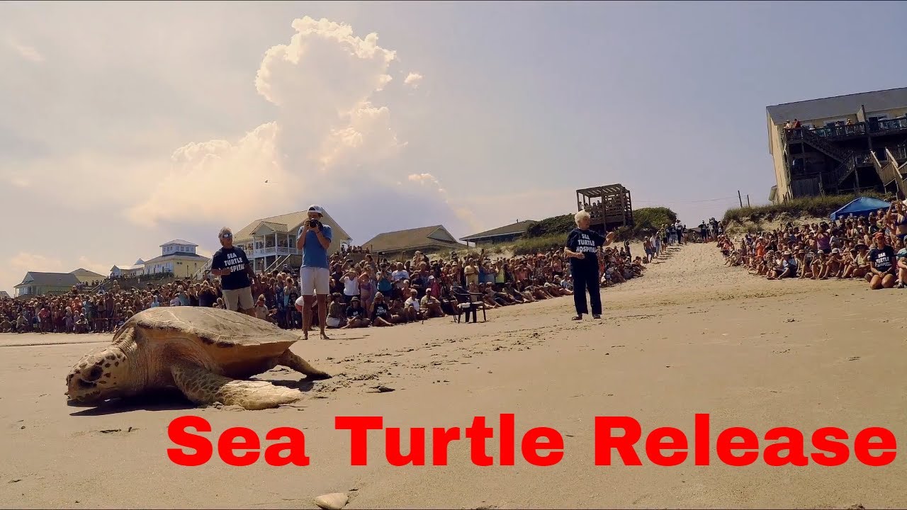 Sea Turtle Release Surf City, NC 2017 YouTube