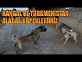 KANGAL VE TÜRKMENİSTAN ALABAİ KÖPEKLERİMİZ