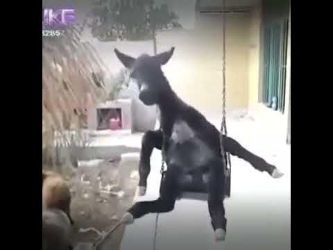 Ишак катается на качели - YouTube