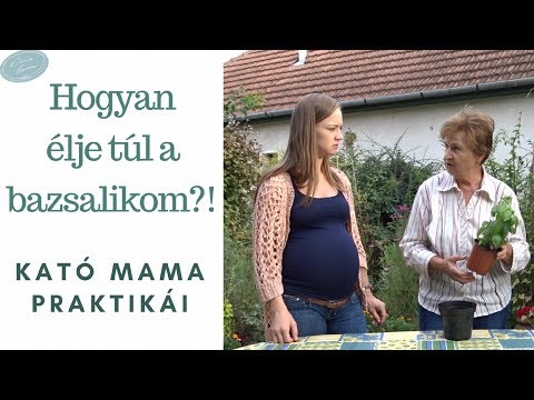 Videó: Mi A Bazsalikom Kombinációja?