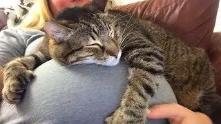 Adorable Cat Who Can’t Wait To Meet Their Baby Human Friends  Cute Kitten Videos