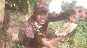 Trúng mánh bầy rô đồng và móm cá nướng ngon tuyệt của TSonVlog