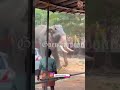 Elephant in Musth Turns Violent at Kerala Temple; One Dead, Several Injured
