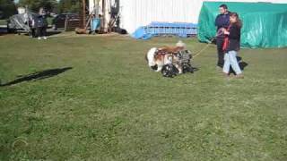 St Bernard Uses Dog Wheelchair For Recovery From Cervical Disk Surgery