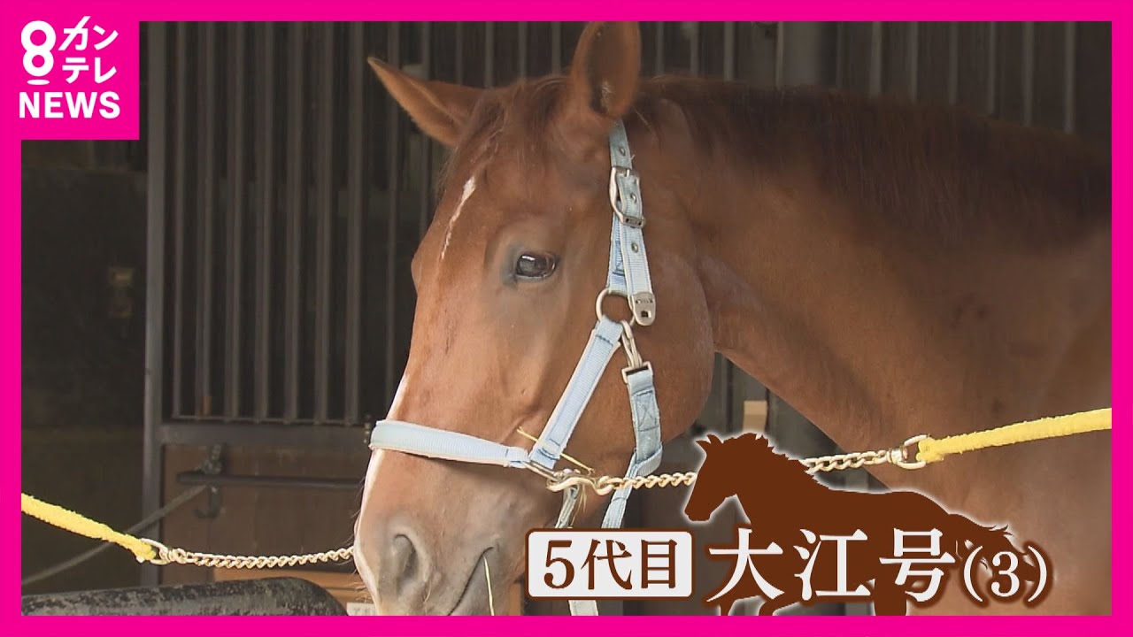 The life of a horse is full of ups and downs. A young horse 