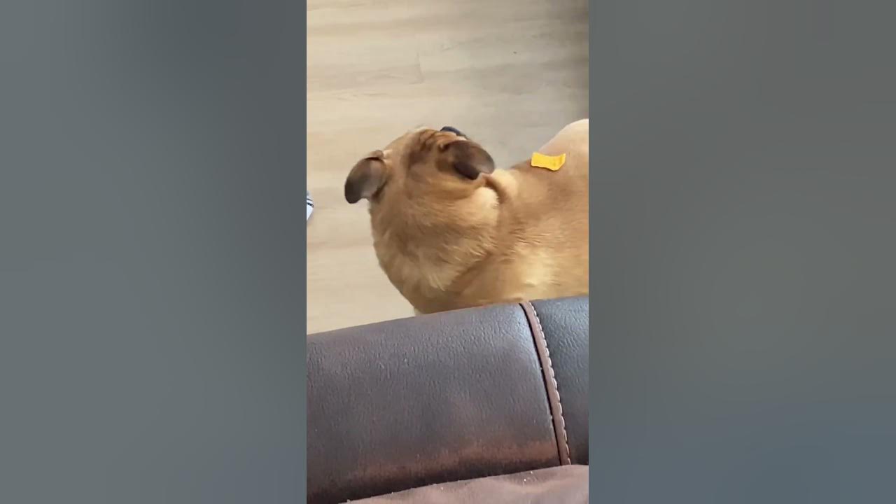 Dog vs Dorito. The Dorito won!!! 😂😂😂 shorts YouTube