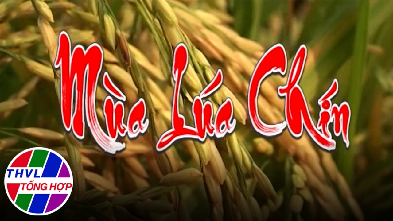 Trâu cộ lúa, đốt đồng, bắt chuột và nhiều hình ảnh hiếm có về ký ức mùa lúa miền Tây