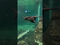 такую рыбу ещё не видели .#fish #fishing #shark