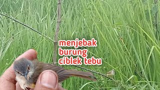 Cara menjebak burung ciblek tebu dengan mudah