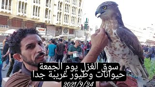 سوق الغزل في بغداد((((Beautiful animals )))) يوم الجمعة ٢٠٢١/٩/٢٤