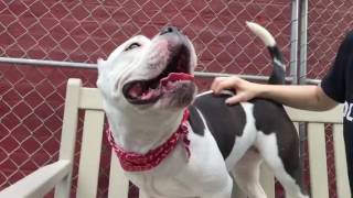 Adopt Ny 1yr Bulldog Pixie Nycacc.org a1076512