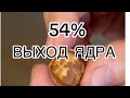 ФУНДУК в БЕЛАРУСИ. НОВАЯ ФОРМА!! ОКРУГЛАЯ КРАСНОЛИСТНЫЙ   Что редкость!!!