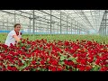 30000 square meters of real flowers all year round flower production plant
