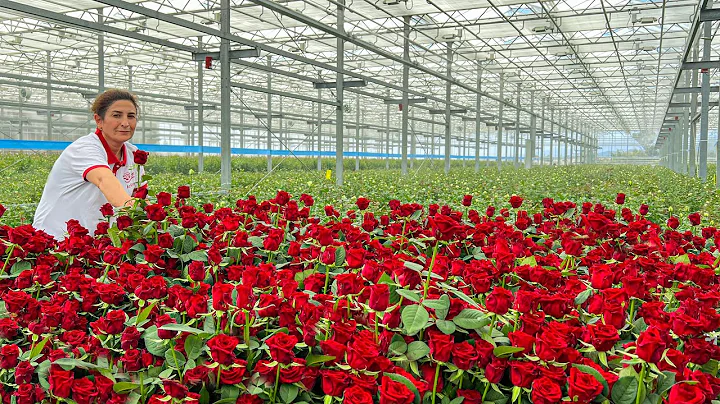 30,000 Square Meters Of Real Flowers All Year Round! Flower Production Plant - DayDayNews