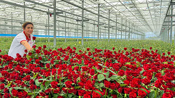 30,000 Square Meters Of Real Flowers All Year Round! Flower Production Plant