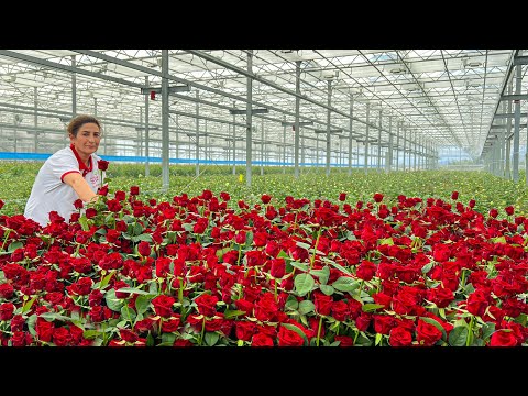 Video: Long roses are the queens of the flower world