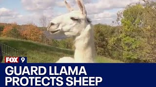 Meet Marty, the guard llama protecting sheep