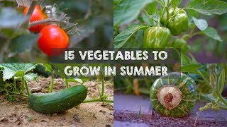 15 Vegetables & Herbs You MUST Grow in SUMMER