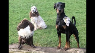 Doberman Kenya, English Setter Otis & Super Spaniel Luna.@DogtrainersUK