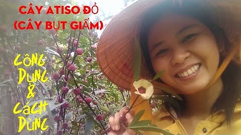 #1 - Cây Atiso Đỏ | Cây Bụp Giấm | Công dụng và cách dùng
