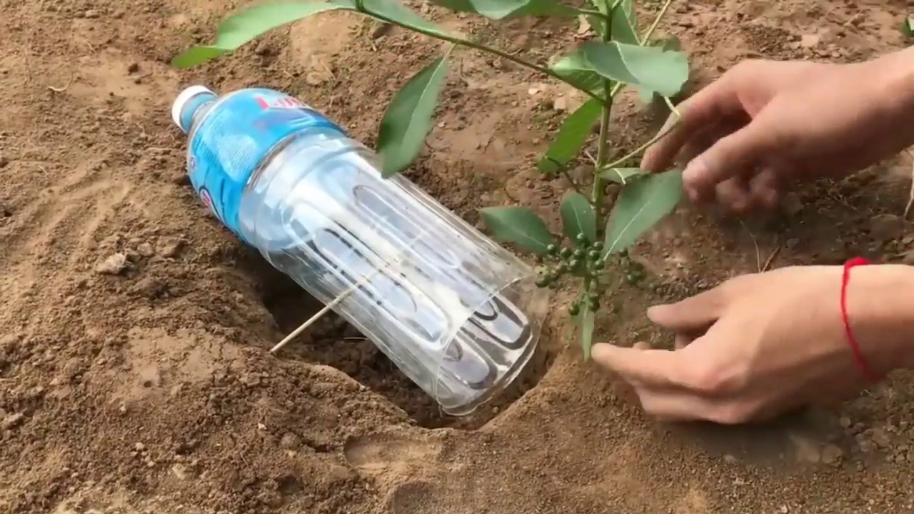 How to Make Simple Bird Trap Using Plastic Water Bottle | Easy to Make Bird Trap - YouTube