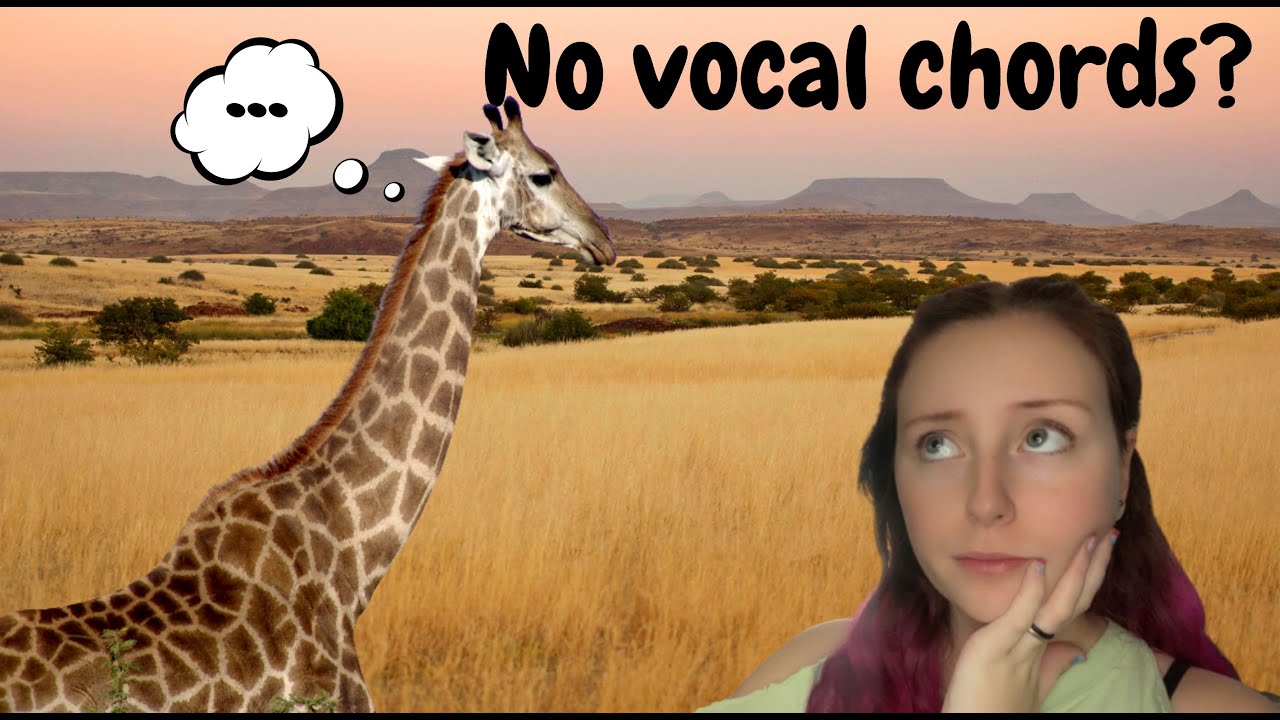 What Animals Have No Vocal Chords? YouTube
