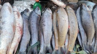Masala Fish Curry | Traditional Village Fish Curry | Best Fish Fry Recipe By Food Secrets with KFN