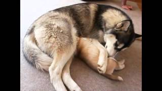 Husky Puppy Yoda 20 Days Old Plays With Mom & Kids, Gets Meds & Walks Like A Pro by TWINPOSSIBLE House of HUSKIES 119,828 views 8 years ago 13 minutes, 59 seconds