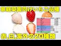 【家庭菜園のいちご】家庭菜園におすすめのいちご品種20種類【露地栽培,白いちご】