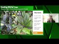 Scaling IPM For Year Round Fight Club Mealybug And Scale