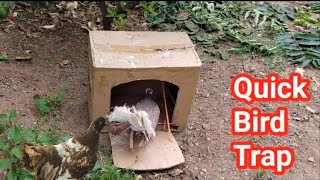 Awesome Creative Ideas Easy Quick Bird Trap Technology Using Cardboard Box Works 100% Catching