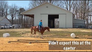 Cantering Under Saddle (Basic Body Control - Exercise 5)