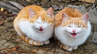 Cats talking !! these cats can speak english better than hooman - Pet Lover like you by cat and dog living together No views 2 years ago 3 minutes, 21 seconds