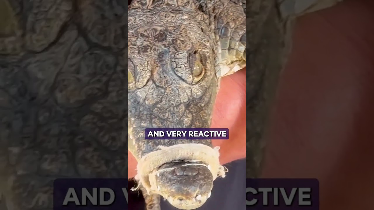 Nubian Village Crocodiles #medium #oracle #egypt