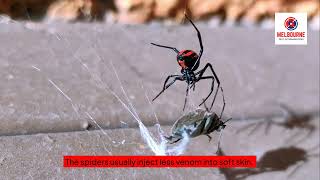 Understanding Redback Spider Bites Symptoms and Tr