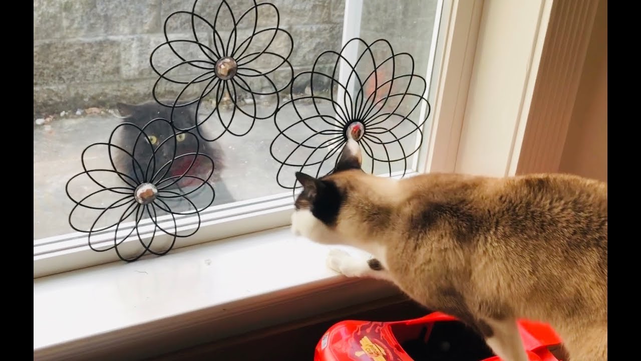 Our FUNNY Cat Sees a Black Fluffy Cat Out Window YouTube