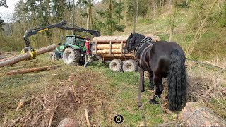 S koněm v kopci - přibližování dřeva k vyvážečce