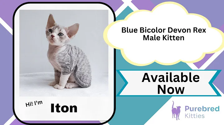 Video 7009131: bicolor devon rex kitten, devon rex male kitten, devon rex blue, purebred kitties, blue eyes male kitten, kittens rare