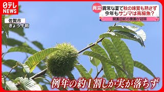 【きょうの1日】厳しい残暑  秋の味覚も熟さず…“栗拾い”延期  運動会の練習にも影響