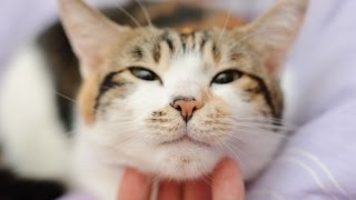 Чем Хороши Кошки? Ода тем, от Кого не Дождешься Тапочек Чем Хороши Кошки? Ода тем, от Кого не Дождешься Тапочек